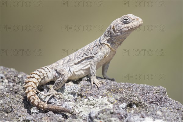 Merrem's Madagascar swift (Oplurus cyclurus)