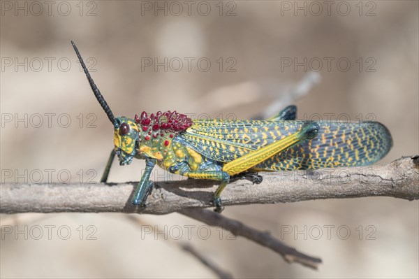 Regenbogen-Kegelkopfschrecke (Phymateus saxosus)