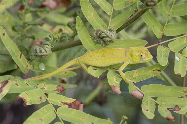 Carpet chameleon (Furcifer lateralis) in tree