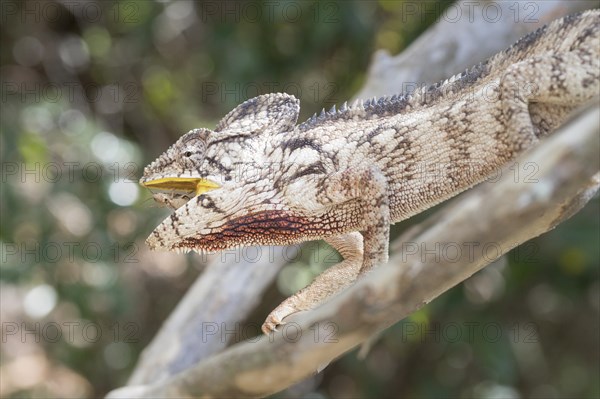 Malagasy giant chameleon (Furcifer oustaleti) with captured insect in the mouth