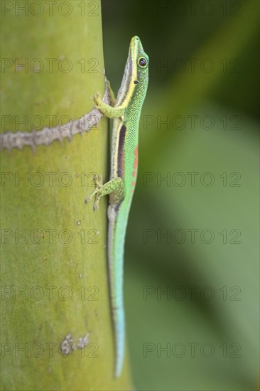 Madagascar giant day gecko (Phelsuma grandis) on bambus