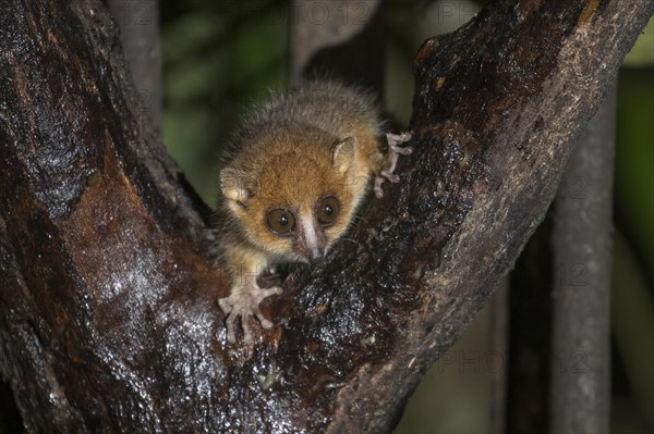 Brown mouse lemur (Microcebus rufus) in tree