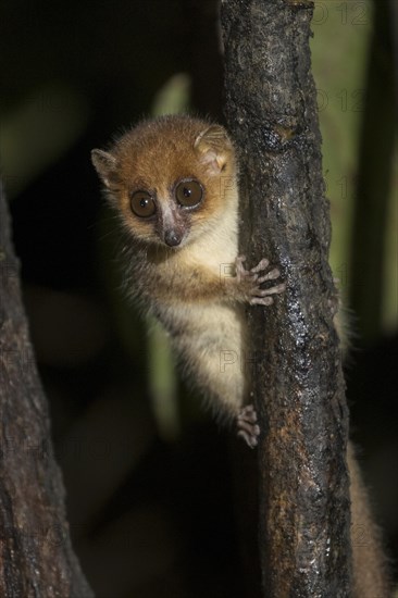Brown mouse lemur (Microcebus rufus) in tree