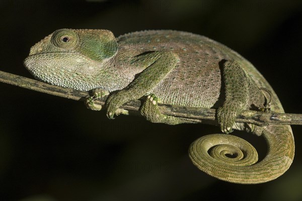 Parson's chameleon (Calumma parsonii)