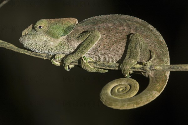 Parson's chameleon (Calumma parsonii)