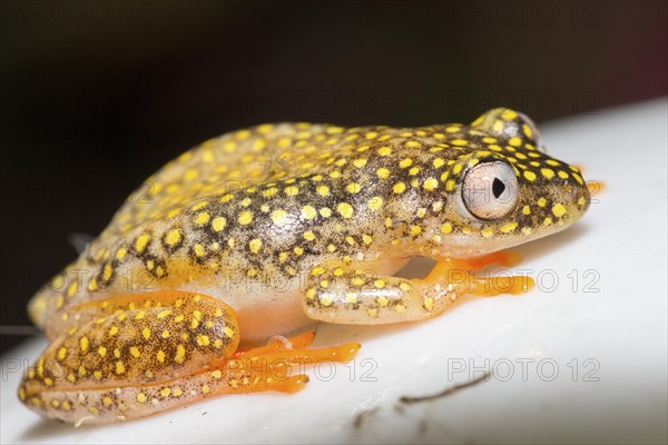 Betsileo reed frog (Heterixalus betsileo)