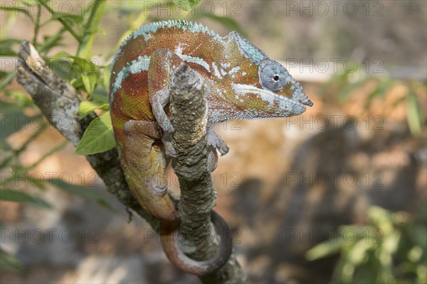 Panther chameleon (Furcifer pardalis)