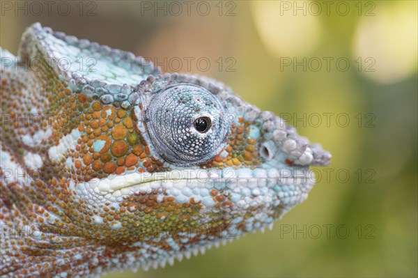 Panther chameleon (Furcifer pardalis)