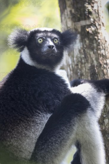 Indri (Indri indri)