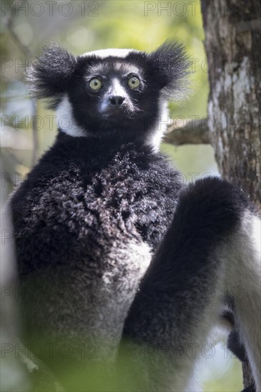 Indri (Indri indri)