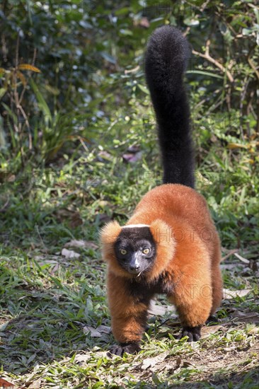 Red ruffed lemur (Varecia rubra) on ground