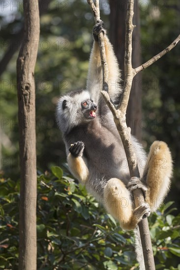 Diademed sifaka (Propithecus diadema) climbing