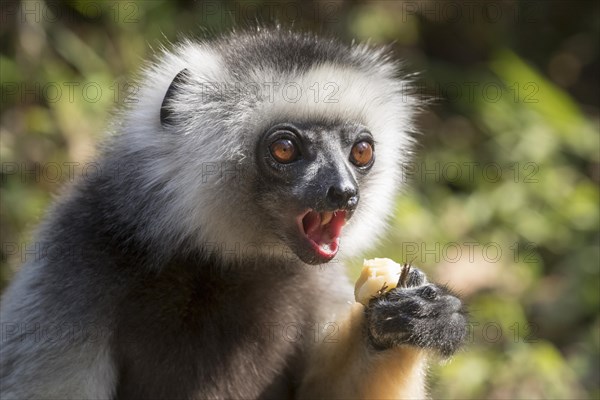 Diademed sifaka (Propithecus diadema) calling