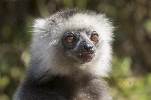 Diademed sifaka (Propithecus diadema)