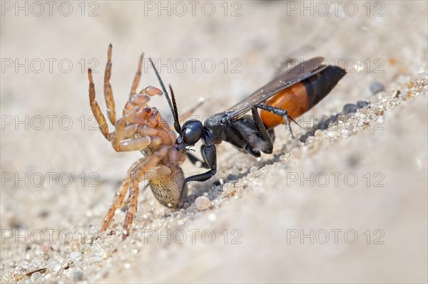 Spider wasp (Anoplius infuscatus) holding a captured wolf spider (Lycosidae)