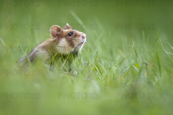 European hamster (Cricetus cricetus) in a green meadow