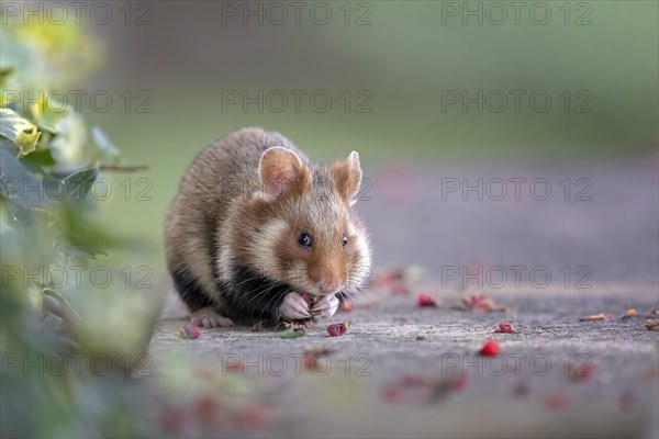European hamster (Cricetus cricetus) looking for food in a park