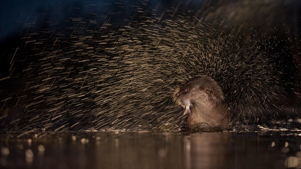 European otter (Lutra lutra) with fish as prey