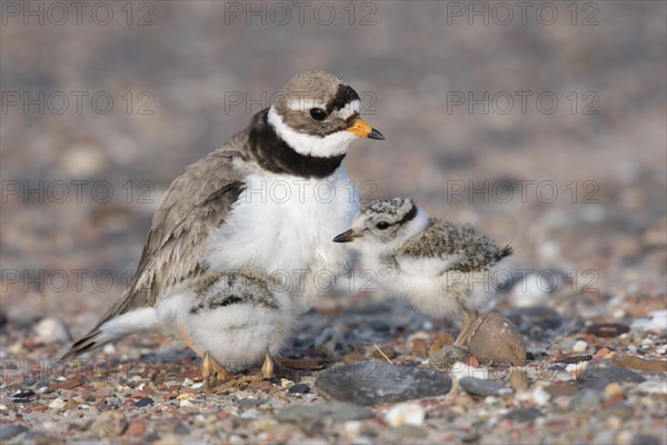 Common ringed plover (Charadrius hiaticula) with chick