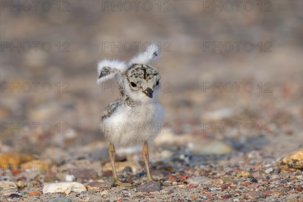 Common ringed plover (Charadrius hiaticula)