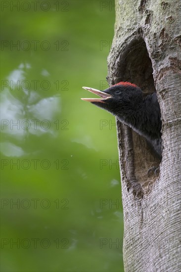 Black woodpecker (Dryocopus martius)