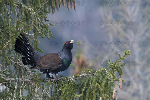 Courtshiping capercaillie (Tetrao urogallus) sits in fir