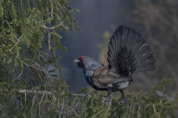 Courtshiping capercaillie (Tetrao urogallus) sits in fir