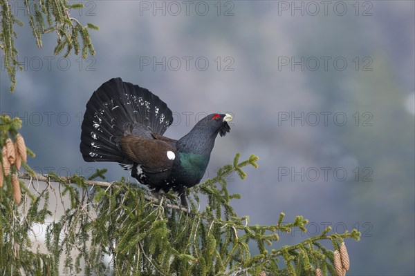 Courtshiping capercaillie (Tetrao urogallus) sits in fir