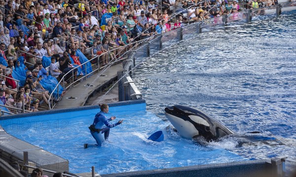 Orca Show