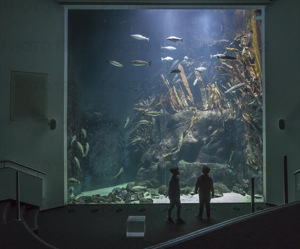 Children in front of the great aquarium in the Wattforum Multimar