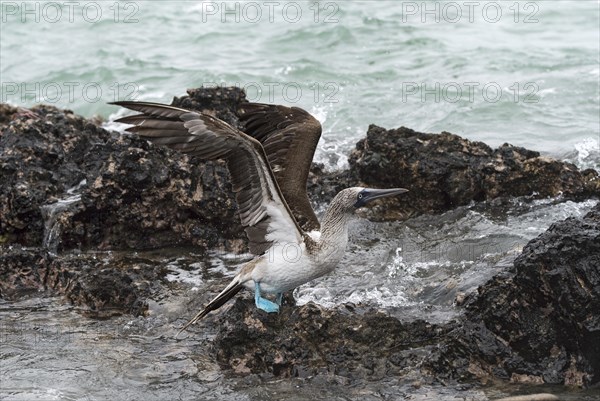 Blue-footed booby (Sula nebouxii)