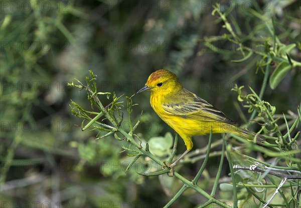 Gold Warbler (Setophaga petechia aureola)