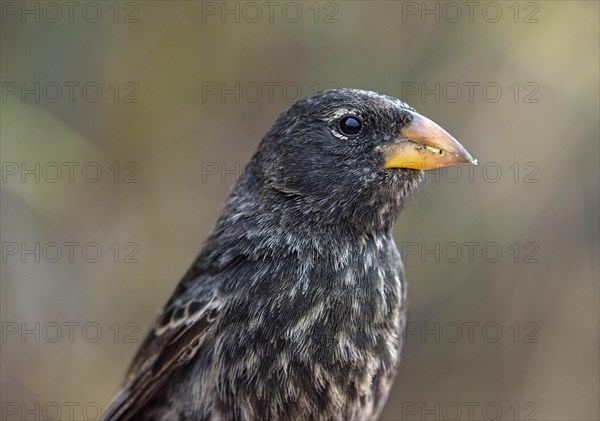 Medium Ground Finch (Geospiza fortis)