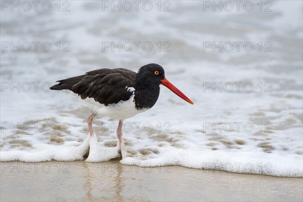 American Oystercatcher (Haematopus palliatus galapagensis)