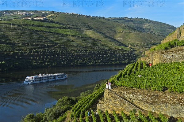 Vineyard Hollen Valley