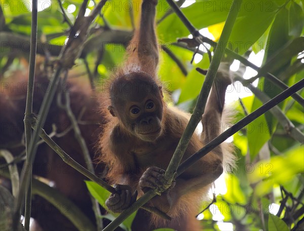 Bornean orangutan (Pongo pygmaeus)