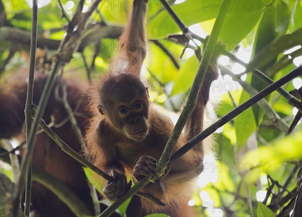 Bornean orangutan (Pongo pygmaeus)