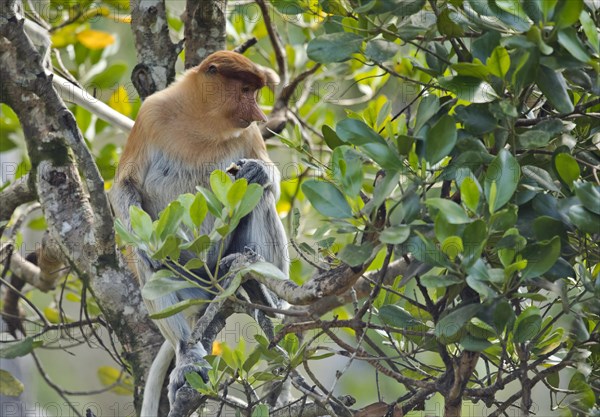 Proboscis monkey (Nasalis larvatus) sitting in the tree