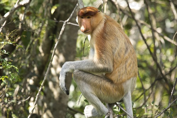 Proboscis monkey (Nasalis larvatus) sitting in the tree