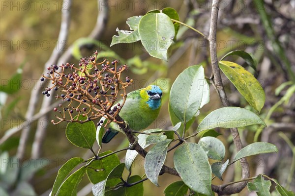 Golden-naped Barbet (Psilopogon pulcherrimus)