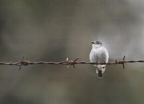 Little Pied Flycatcher (Ficedula westermanni)