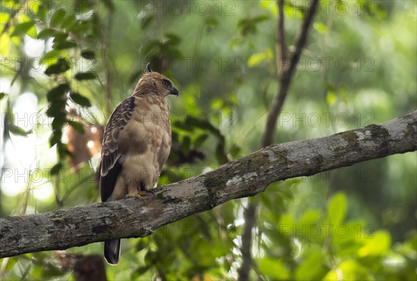 Juvenile Wallace's Hawk-eagle (Nisaetus nanus) sits in tree