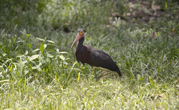 Storm's stork (Ciconia stormi) in grass on a forest clearing