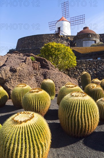 Golden barrel cactus (Echinocactus grusonii)