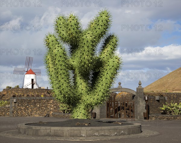 Giant green cactus sculpture