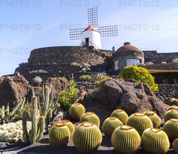 Golden barrel cactus (Echinocactus grusonii)