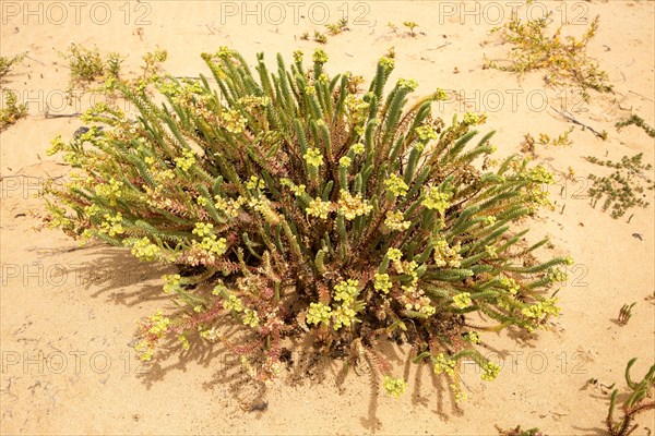 Sea Spurge (Euphorbia paralias) flowering in sand dunes