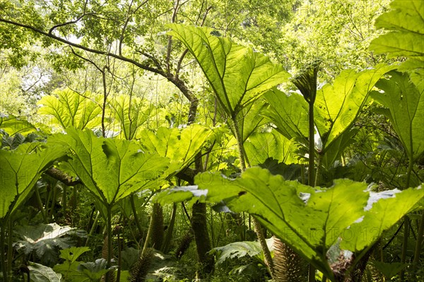 Giant Gunnera (Gunnera manicata)