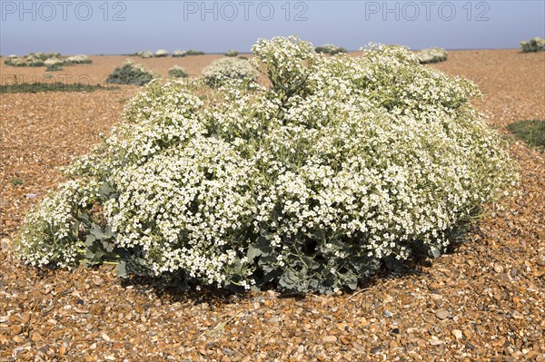 Sea Kale (Crambe maritima) in flower