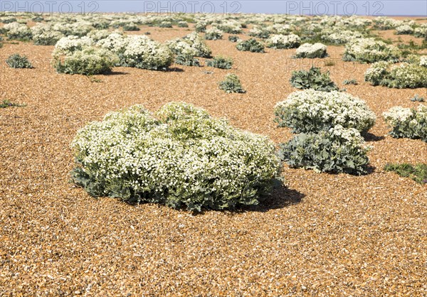 Sea Kale (Crambe maritima) in flower